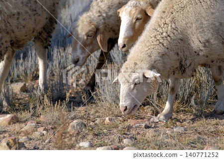 A small flock of sheep grazing in a dry, rocky field, close-up. Village sheep graze in the field. Mutton meat and wool for sale. An eco-farm A small flock of sheep grazing in a dry, rocky field, close-up. Village sheep graze in the field. Mutton meat and wool for sale. An eco-farm 140771252