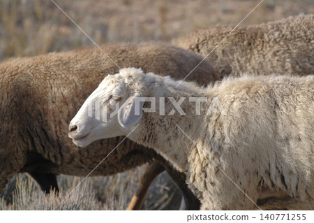 Close-up of a white sheep with thick wool walking in a flock of sheep. A group of lambs graze in a field. Village life. An eco-farm. Animal husbandry and agriculture. Mutton meat and wool Close-up of a white sheep with thick wool walking in a flock of sheep. A group of lambs graze in a field. Village life. An eco-farm. Animal husbandry and agriculture. Mutton meat and wool 140771255