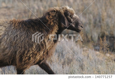 A lamb with thick shaggy hair is walking across the field. Breeding sheep for sale for meat and wool. Animal husbandry. Village life. A lone sheep grazes A lamb with thick shaggy hair is walking across the field. Breeding sheep for sale for meat and wool. Animal husbandry. Village life. A lone sheep grazes 140771257