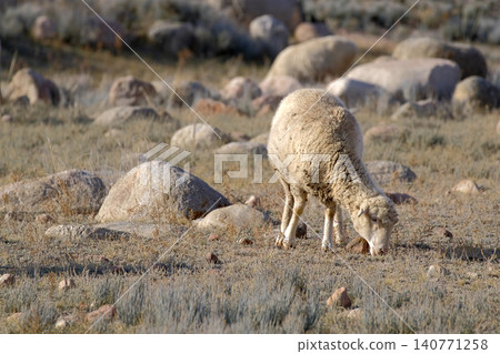 A lone fluffy sheep grazes in a field covered with rocks. A lamb on a walk through a farmer's field on a sunny day. Mutton meat for sale. Village life. Animal husbandry A lone fluffy sheep grazes in a field covered with rocks. A lamb on a walk through a farmer's field on a sunny day. Mutton meat for sale. Village life. Animal husbandry 140771258