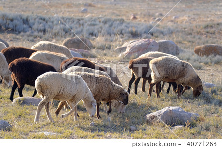 A small herd of white, beige and brown sheep graze in a field in the rays of the warm sun. Agriculture and animal husbandry. The scene is peaceful and serene, the sheep are calmly walking A small herd of white, beige and brown sheep graze in a field in the rays of the warm sun. Agriculture and animal husbandry. The scene is peaceful and serene, the sheep are calmly walking 140771263