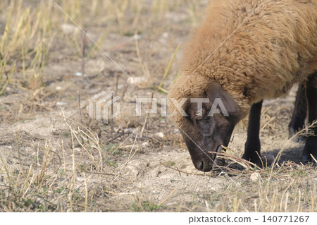 Close-up of a fluffy shaggy lamb with brown fur. The sheep has bowed its head and is grazing in the field. Agriculture and animal husbandry. An eco-farm Close-up of a fluffy shaggy lamb with brown fur. The sheep has bowed its head and is grazing in the field. Agriculture and animal husbandry. An eco-farm 140771267