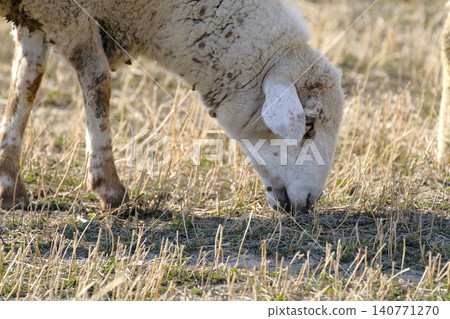 Close-up of a white sheep with its head bowed and grazing in a field. The image is characterized by peace and tranquility, as the sheep enjoys its pastime in the field. Animal husbandry Close-up of a white sheep with its head bowed and grazing in a field. The image is characterized by peace and tranquility, as the sheep enjoys its pastime in the field. Animal husbandry 140771270