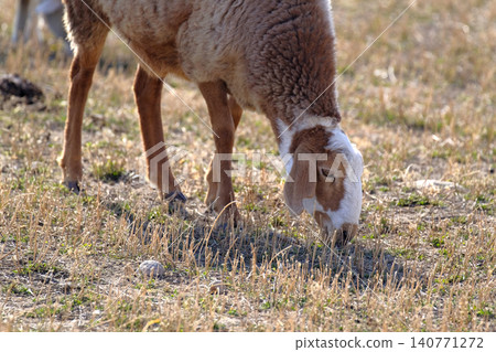 Funny lamb eating grass in the pasture. A brown and white sheep grazes on the grass in a field. Agriculture and animal husbandry. An organic eco-farm. Breeding sheep Funny lamb eating grass in the pasture. A brown and white sheep grazes on the grass in a field. Agriculture and animal husbandry. An organic eco-farm. Breeding sheep 140771272