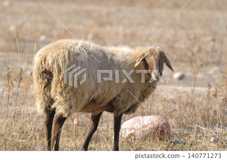 A fat lamb with a tag on his ear stands in a field with arid grass and looks directly into the camera. Breeding of livestock. Mutton meat for sale. Grazing a lamb. The village life A fat lamb with a tag on his ear stands in a field with arid grass and looks directly into the camera. Breeding of livestock. Mutton meat for sale. Grazing a lamb. The village life 140771273