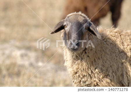 Portrait of a shaggy woolly fluffy brown tired sheep with yellow eyes, close-up. A sheep walks in a farmer's field. An organic eco-farm. Animal husbandry Portrait of a shaggy woolly fluffy brown tired sheep with yellow eyes, close-up. A sheep walks in a farmer's field. An organic eco-farm. Animal husbandry 140771278