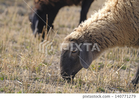 Fluffy shaggy lambs grazing in a field on a sunny day, close-up. One is brown and the other is beige. A farmer's field. Animal husbandry and agriculture Fluffy shaggy lambs grazing in a field on a sunny day, close-up. One is brown and the other is beige. A farmer's field. Animal husbandry and agriculture 140771279