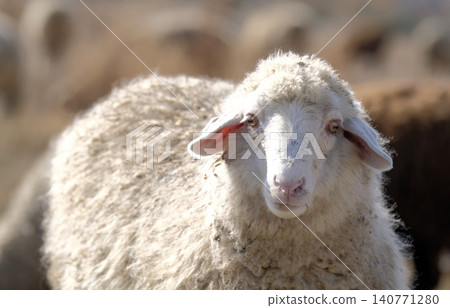 A white fat sad curly-haired lamb looks straight at the camera. A sheep on a walk. Breeding lambs. Mutton meat for sale. Agricultural industry A white fat sad curly-haired lamb looks straight at the camera. A sheep on a walk. Breeding lambs. Mutton meat for sale. Agricultural industry 140771280