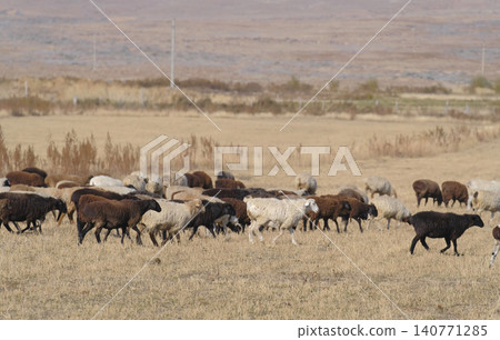 A herd of colorful sheep walks through the arid fields of Central Asia. Breeding lambs. Mutton meat for sale. The scene is peaceful and serene. Agriculture and animal husbandry A herd of colorful sheep walks through the arid fields of Central Asia. Breeding lambs. Mutton meat for sale. The scene is peaceful and serene. Agriculture and animal husbandry 140771285