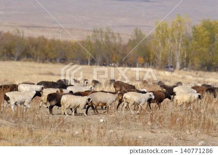 A flock of lambs walks through a dry, abandoned field on a warm autumn day. The concept of peacefulness and peacefulness. Sheep breeding A flock of lambs walks through a dry, abandoned field on a warm autumn day. The concept of peacefulness and peacefulness. Sheep breeding 140771286