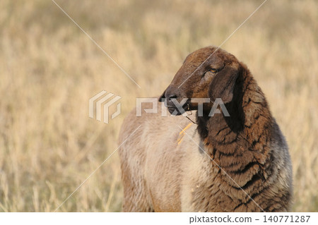 Portrait of a beautiful lamb with thick brown fur. A sheep stands in a field overgrown with tall grass and looks away. Mutton meat and wool for sale. An organic eco-farm Portrait of a beautiful lamb with thick brown fur. A sheep stands in a field overgrown with tall grass and looks away. Mutton meat and wool for sale. An organic eco-farm 140771287
