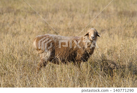 A lonely curious lamb with thick fur stands in a field overgrown with dry grass and looks directly into the camera. Sheep breeding. Mutton meat for sale. Village life A lonely curious lamb with thick fur stands in a field overgrown with dry grass and looks directly into the camera. Sheep breeding. Mutton meat for sale. Village life 140771290