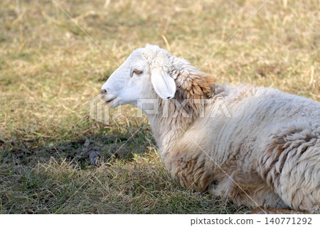 A white lamb is sitting on the green grass in a field. Walking livestock. A farm animal. Breeding sheep for the sale of meat and wool A white lamb is sitting on the green grass in a field. Walking livestock. A farm animal. Breeding sheep for the sale of meat and wool 140771292