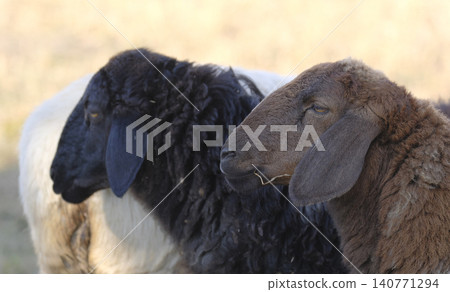 Close-up of a black and brown sheep standing next to each other and chewing grass. The scene is peaceful and calm. Village life. An organic eco-farm. Agriculture and animal husbandry 140771294
