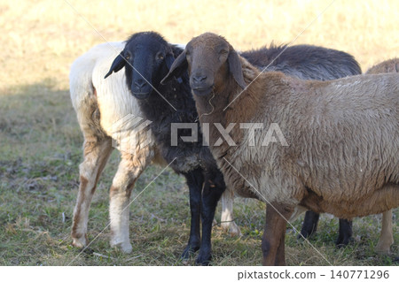 Two friends, black and brown sheep, are standing in a farmer's field, chewing grass and looking directly into the camera. There is a white sheep behind them. Village life. Livestock. An eco-farm Two friends, black and brown sheep, are standing in a farmer's field, chewing grass and looking directly into the camera. There is a white sheep behind them. Village life. Livestock. An eco-farm 140771296