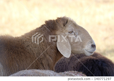 A sad lamb stands in a field with other sheep, close-up. Village life. Agriculture and animal husbandry. An organic eco-farm. Sheep breeding A sad lamb stands in a field with other sheep, close-up. Village life. Agriculture and animal husbandry. An organic eco-farm. Sheep breeding 140771297