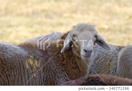 A fluffy woolly lamb looks directly into the camera. The sheep is surrounded by other sheep, and the overall mood of the image is peaceful and serene. Village life A fluffy woolly lamb looks directly into the camera. The sheep is surrounded by other sheep, and the overall mood of the image is peaceful and serene. Village life 140771298
