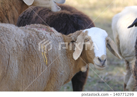 Portrait of a brown sheep with a white stripe on its muzzle, looking directly into the camera, close-up. A flock of sheep on a walk. Sheep breeding. Mutton meat for sale Portrait of a brown sheep with a white stripe on its muzzle, looking directly into the camera, close-up. A flock of sheep on a walk. Sheep breeding. Mutton meat for sale 140771299