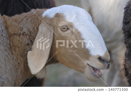 A close-up of the face of a bleating lamb. A sheep with a white-brown muzzle stands among other sheep. Animal husbandry. Walking livestock A close-up of the face of a bleating lamb. A sheep with a white-brown muzzle stands among other sheep. Animal husbandry. Walking livestock 140771300