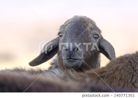 Portrait of a cute lamb with dark brown fur, close-up. An organic eco-farm. Mutton meat for sale. Agriculture and animal husbandry Portrait of a cute lamb with dark brown fur, close-up. An organic eco-farm. Mutton meat for sale. Agriculture and animal husbandry 140771301