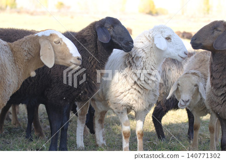 Several sheep of different colors of wool are standing next to each other. The sheep are grazing or resting. The scene is peaceful and calm. Village life. Agriculture and animal husbandry Several sheep of different colors of wool are standing next to each other. The sheep are grazing or resting. The scene is peaceful and calm. Village life. Agriculture and animal husbandry 140771302