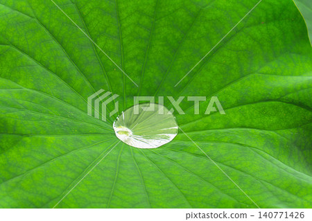 荷葉上的水滴 荷葉上的水滴 140771426