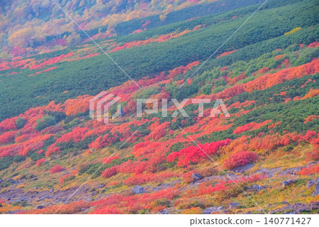 秋日的清晨：近距離拍攝的乘鞍山山坡，此時正值秋葉最盛之時，美麗的三色樹葉向左下方飄落。 140771427