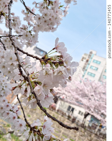 This is a close-up of cherry blossoms in full bloom. This is a close-up of cherry blossoms in full bloom. 140771455