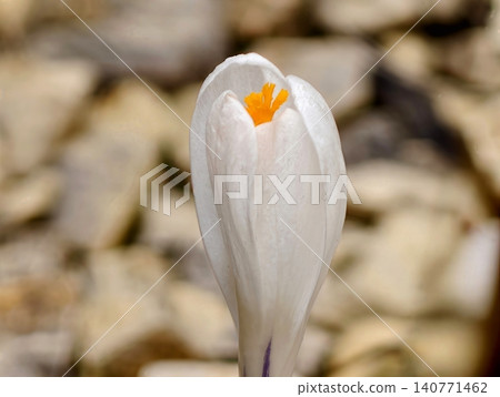 Intimate macro shot capturing fragile crocus flower emerging from stony terrain under soft dawn illumination Intimate macro shot capturing fragile crocus flower emerging from stony terrain under soft dawn illumination 140771462