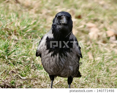 Bird observes ground. Solitary bird with dark feathers attentively examining blades of grass beneath it Bird observes ground. Solitary bird with dark feathers attentively examining blades of grass beneath it 140771498