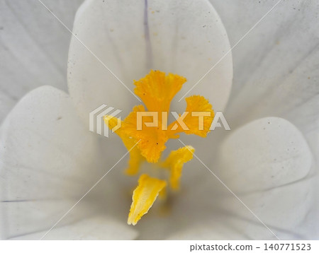 Graceful bloom display. Refined flower presentation emphasizing pollen and petal characteristics Graceful bloom display. Refined flower presentation emphasizing pollen and petal characteristics 140771523