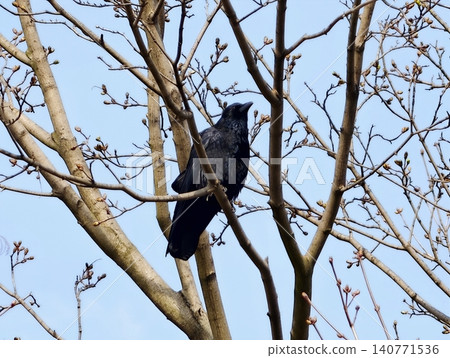Feathered bird fixes gaze on open sky. Black bird carefully watches vast clear blue environment Feathered bird fixes gaze on open sky. Black bird carefully watches vast clear blue environment 140771536