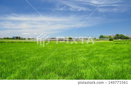 A morning landscape of green rice fields in the suburbs of the Tokyo metropolitan area, swayed by the early summer breeze. A morning landscape of green rice fields in the suburbs of the Tokyo metropolitan area, swayed by the early summer breeze. 140771561