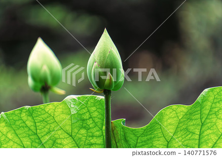 Bud of lotus Bud of lotus 140771576