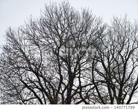 Seasonal textured scene of leafless branches creating high contrast silhouette in urban environment Seasonal textured scene of leafless branches creating high contrast silhouette in urban environment 140771789