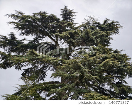 Serene pine tree illustration. Gentle conifer depicting windblown branches and calming atmosphere 140771837