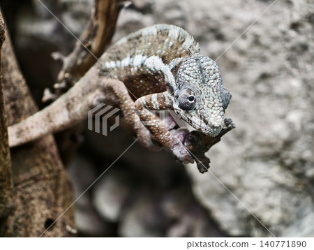 Vivid depiction of lively chameleon gripping branch amid contrasting rocky environment and sunlight 140771890