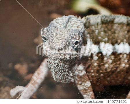 Closeup of inquisitive lizard. Educational photograph showcasing intricate eye and skin patterns Closeup of inquisitive lizard. Educational photograph showcasing intricate eye and skin patterns 140771891