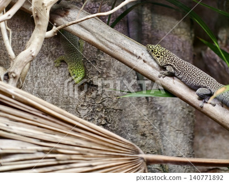 Lizards on wall. Two monitor lizards resting on wall with dried palms and stones in arid sunlight Lizards on wall. Two monitor lizards resting on wall with dried palms and stones in arid sunlight 140771892