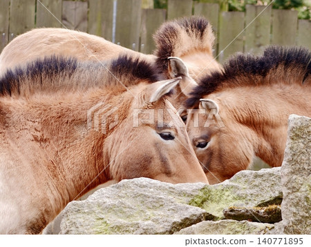 Equine tender moment. Peaceful portrayal of two horses nuzzling each other in tranquil surroundings Equine tender moment. Peaceful portrayal of two horses nuzzling each other in tranquil surroundings 140771895