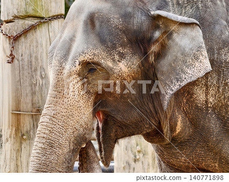 Elephant portrait capturing serenity. Calm Asian elephant displaying detailed features and expressions Elephant portrait capturing serenity. Calm Asian elephant displaying detailed features and expressions 140771898