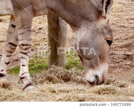 Single donkey quietly feeding in countryside. Serene donkey with striped legs munching hay in rural field Single donkey quietly feeding in countryside. Serene donkey with striped legs munching hay in rural field 140771899