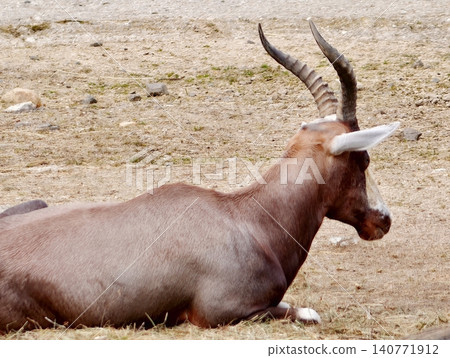 Calm goat resting. Peaceful brown goat with curved horns sitting calmly on dusty rocky ground in sunlight Calm goat resting. Peaceful brown goat with curved horns sitting calmly on dusty rocky ground in sunlight 140771912