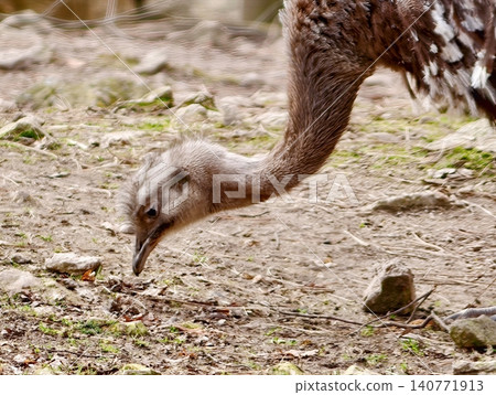 Juvenile rhea examines ground carefully. Close view of rhea chick investigating soil during field study Juvenile rhea examines ground carefully. Close view of rhea chick investigating soil during field study 140771913