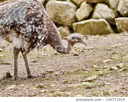 Leaning rhea carefully navigates uneven terrain while observing surrounding low plants and moist earth Leaning rhea carefully navigates uneven terrain while observing surrounding low plants and moist earth 140771914