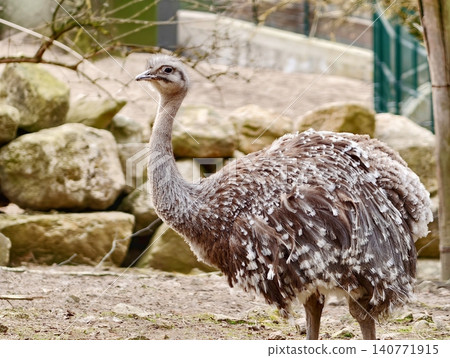 Adult rhea by rocks careful. Rhea with patterned feathers stands alert amidst natural backdrop Adult rhea by rocks careful. Rhea with patterned feathers stands alert amidst natural backdrop 140771915