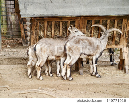 Active goats foraging among layered textures. Brown goats browsing by wooden fence with stacked brush Active goats foraging among layered textures. Brown goats browsing by wooden fence with stacked brush 140771916