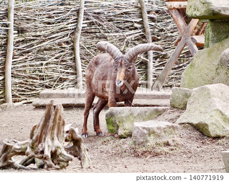 Goat with textured horns and lively stance investigates its natural rustic surroundings carefully Goat with textured horns and lively stance investigates its natural rustic surroundings carefully 140771919