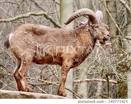 An isolated mouflon with prominent horns gazing attentively against winter landscape and barren branches An isolated mouflon with prominent horns gazing attentively against winter landscape and barren branches 140771925