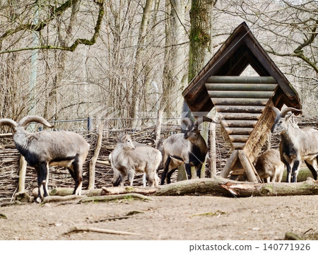 Mouflon herd unites in winter forest. Troop of mouflon sheep congregates during cold season in woods Mouflon herd unites in winter forest. Troop of mouflon sheep congregates during cold season in woods 140771926